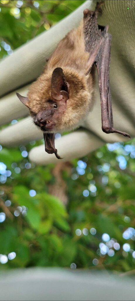 Wildlife Control Services LLC