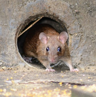 Wildlife Control Services LLC